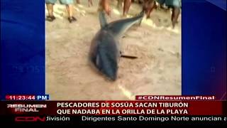 Pescadores de Sosúa sacan tiburón que nadaba en la orilla de la playa