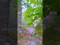 Mazha Whatsapp Status Rain Cinematic Video Rain Whatsapp Status Mazha Status Video