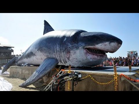 4 Motive Pentru Care Megalodon INCA ar Putea Exista