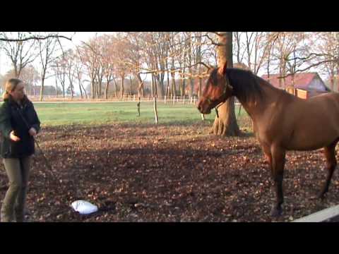 Leitstutenprinzip - Hengste: Präsenz statt Kampf