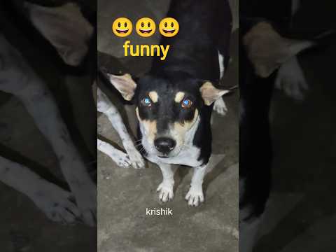 @krishik6549 #finnyvideo#funnydog#voiceforvoiceless#street dog 🐕 #funnypuppy.