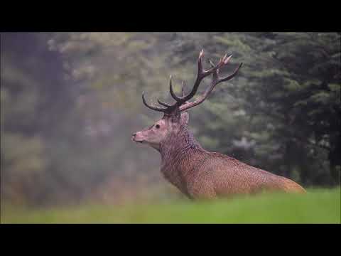 Une semaine au brame du cerf