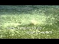 Great Barrier Reef Trailer