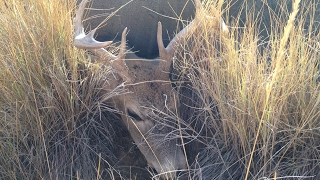 The Ultimate Deer Rifle Cartridge