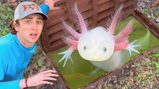 I Found Axolotls in a Sewer!