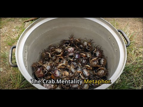 Crabs in a Bucket - A life lesson