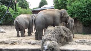 Elephants in Dublin Zoo