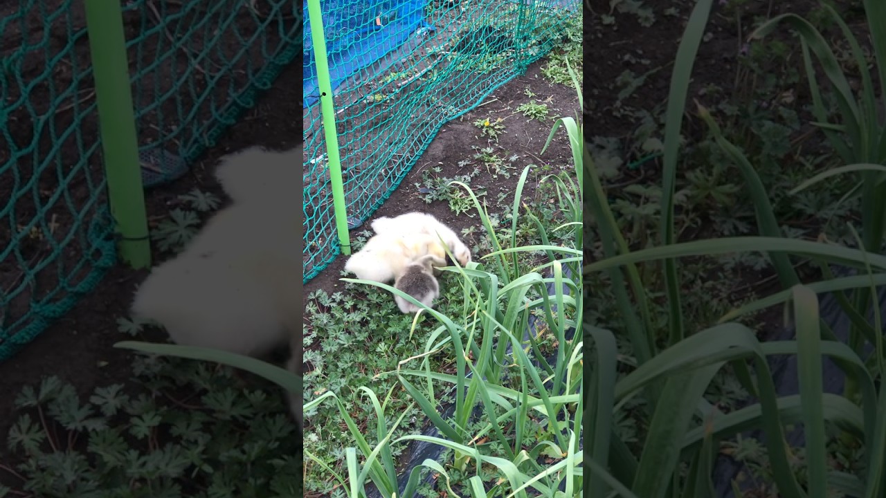 Ba cỗ máy diệt cỏ di động #nostalgia #music #duck #gachua #funny #miradacanina #mypetdn  #goose