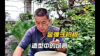 金弹子树根去造型最漂亮，用简单的方法去培育几年就可成景