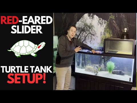 Adult Red-Eared Slider Setup - Pet Turtle Care is EASY!