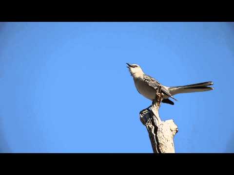 Northern Mockingbird song