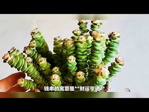 多肉植物 寓意