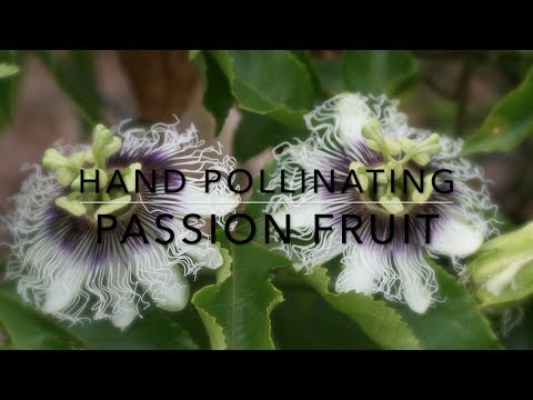 So bestäuben Sie Passionsfruchtreben von Hand - Maracuja