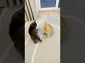 Russian Blue Cat Attacks 13