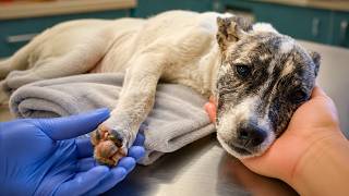 Wounded Baby Puppy Recovers Completely