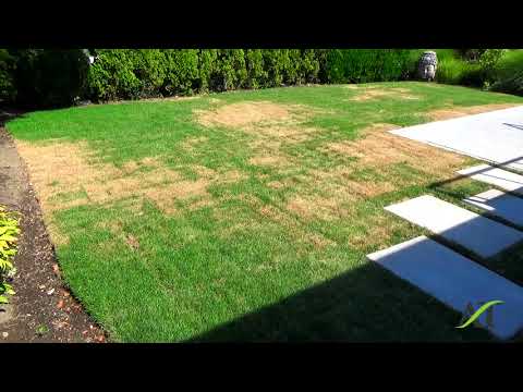 Seattle Sod Lawn Installed in July Having Problems With Solutions