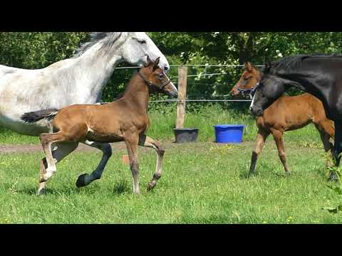 Stutfohlen von Hickstead White aus Cassini II
