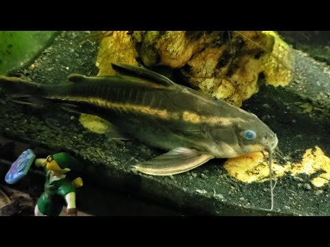 Striped Raphael Is Not As Reclusive As The S.A. Bumblebee Catfish