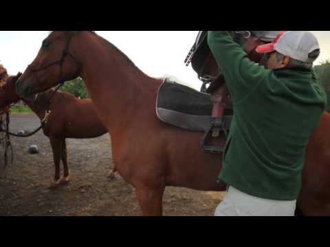 Equine First Aid Basics — Redmond