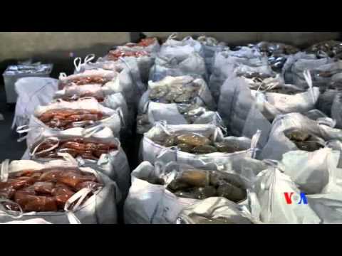 2016-01-13 美國之音視頻新聞: 救援人員：敘利亞被困地區狀況令人吃驚