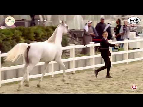 N 229 RIEAN AL REMAS   Kuwait International Egyptian Event 2022   Stallions 4 6 Years Old Class 9