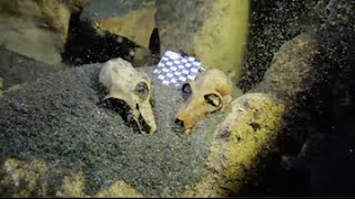 Enormous Underwater Fossil Graveyard Found