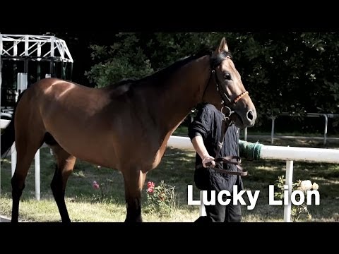 Lucky Lion - Startet mit der Nummer 1 im IDEE 145. Deutschen Derby
