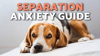 How to Help a DOG with SEPARATION ANXIETY 🐾 (5 Easy Steps)