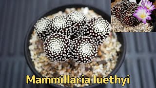 Mammillaria luethyi マミラリア ルエッティ サボテンの品種紹介 [Variety of cactus introduction]