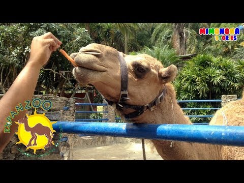 Diego de visita a Expanzoo🐪  | Animales para Niños | Mimonona Stories Video