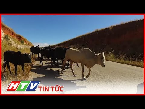 , title : 'SỬ DỤNG CHIP ĐIỆN TỬ ĐỂ TRÁNH MẤT CẮP BÒ ZEBU TẠI MADAGASCAR | HTV TIN TỨC'