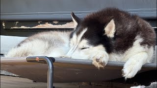 It’s a HOT summer’s day, but these Huskies are CHILLING. Come hang out with us! ☀️🐺😎