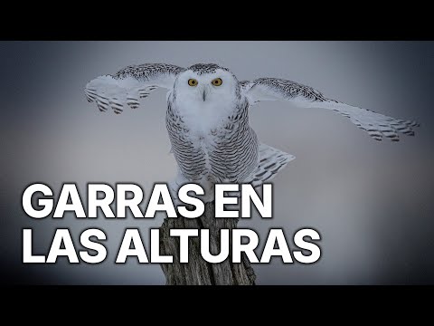 Crónicas de Cazadores del Cielo | Garras en las Alturas