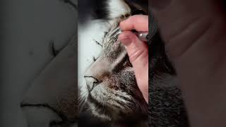 Download lagu www.AirArtStudios.com #airbrush #art #airbrushing #airbrushart #catportrait #cat mp3 Download lagu www.AirArtStudios.com #airbrush #art #airbrushing #airbrushart #catportrait #cat mp3