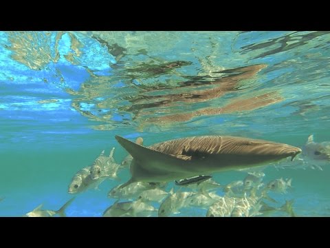 Tiburones Nodriza: ¡Los tiburones más perezosos del mundo!