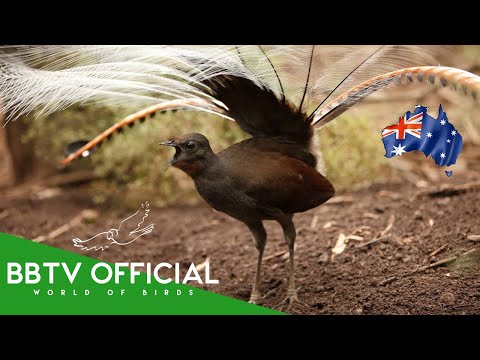 Birds Of Australia | Most Beautiful Birds Found in Australia You've Never Seen | BBTV Official