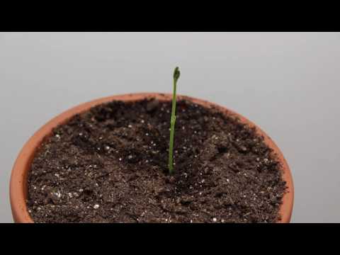 Sweet Pea Sprouting Time Lapse