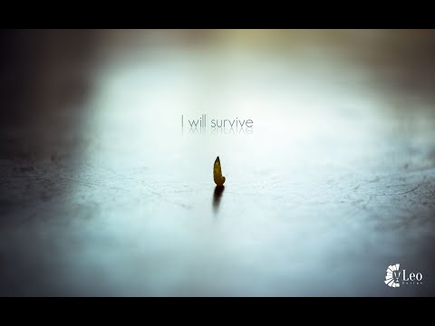 Gloria Gaynor Greatest Hits Full Album   Gloria Gaynor Best Song Ever All Time