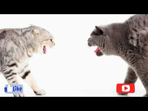 Best Funny cats Hot Us video
