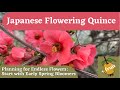 Japanese Flowering Quince: Planning for a Succession of Blooms in the Garden