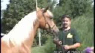 PL Dancing With Angels...2007 Golden Palomino filly
