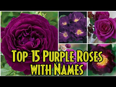 download lagu mp3 mp4 Purple Roses, download lagu Purple Roses gratis, unduh video klip Purple Roses
