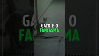 Gato vê algo sobrenatural e vídeo viraliza 🙀 #sobrenatural #gatos #retrospectiva
