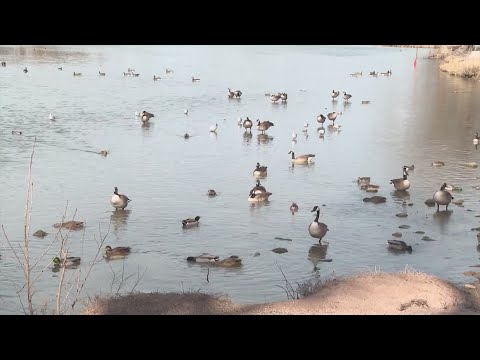 Amarillo reports 'non-negative' bird flu tests