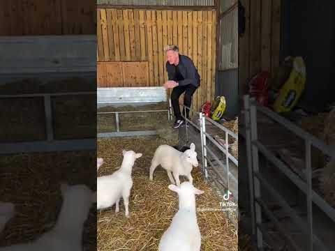 , title : 'Gordon Ramsay walks up to Lambs and tells them that he’s going to eat them'