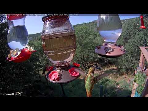 Lucifer, Rufous, Black-chinned Hummingbirds Visits Feeders In West Texas – August 24, 2020