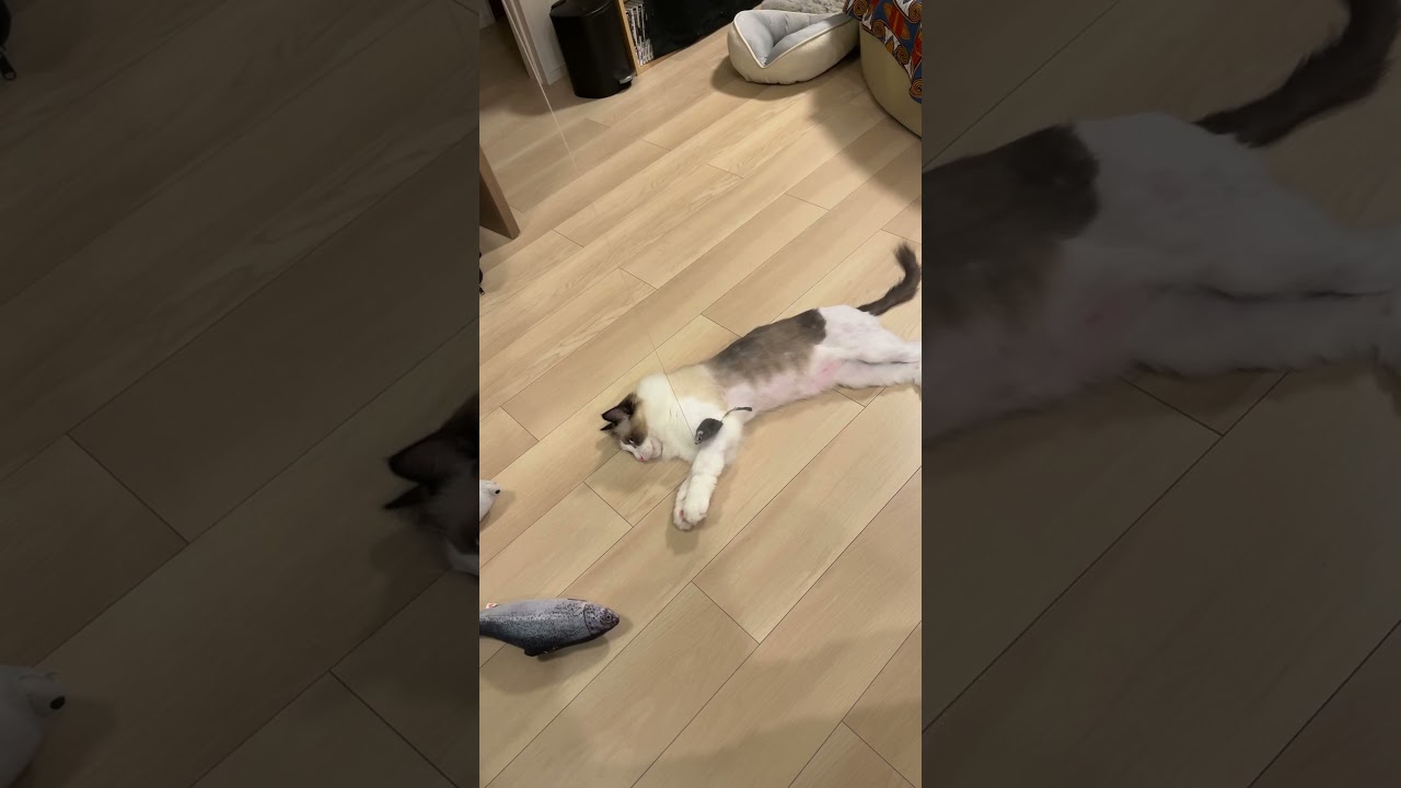 【イタズラネズミ】