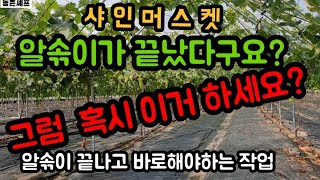 #샤인머스켓재배기술 #농촌일거리순서방법비대당도 #농촌생활여름휴가코로나19비닐하우스