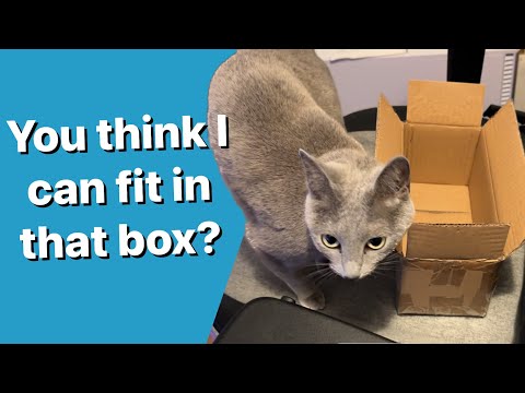 Will Ekaterina fit in the tiny box?