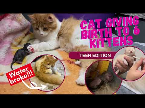 Cat Giving Birth to 6 Kittens: 8-Month Old Cat Gives Birth for the First Time